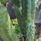 #EC144 Trichocereus Pachanoi Monstrose TPM Cactus Cuttings