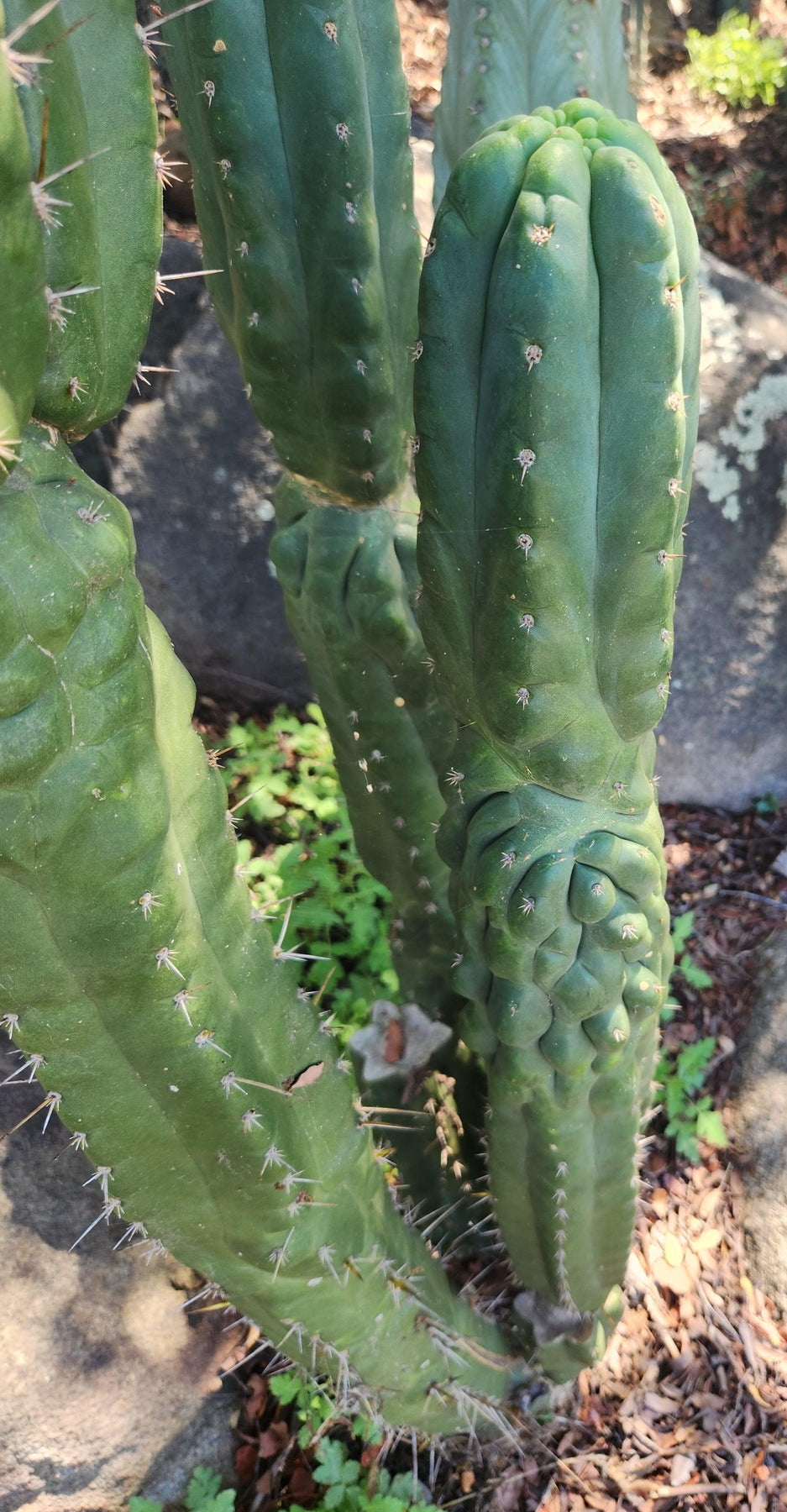 #EC144 Trichocereus Pachanoi Monstrose TPM Cactus Cuttings