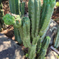 #EC144 Trichocereus Pachanoi Monstrose TPM Cactus Cuttings