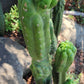 #EC144 Trichocereus Pachanoi Monstrose TPM Cactus Cuttings