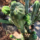 #EC144 Trichocereus Pachanoi Monstrose TPM Cactus Cuttings