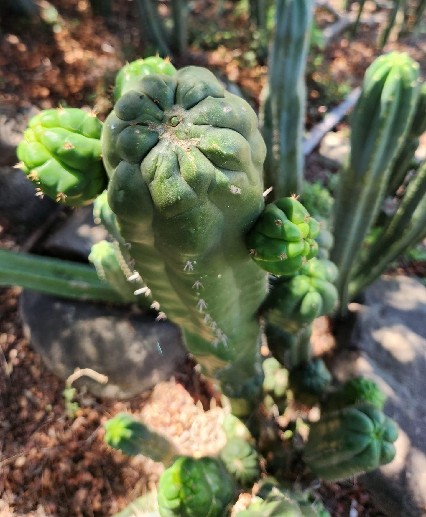 #EC144 Trichocereus Pachanoi Monstrose TPM Cactus Cuttings