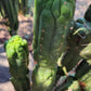 #EC144 Trichocereus Pachanoi Monstrose TPM Cactus Cuttings
