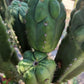 #EC144 Trichocereus Pachanoi Monstrose TPM Cactus Cuttings