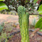 #EC144 Trichocereus Pachanoi Monstrose TPM Cactus Cuttings