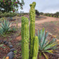 #EC144 Trichocereus Pachanoi Monstrose TPM Cactus Cuttings