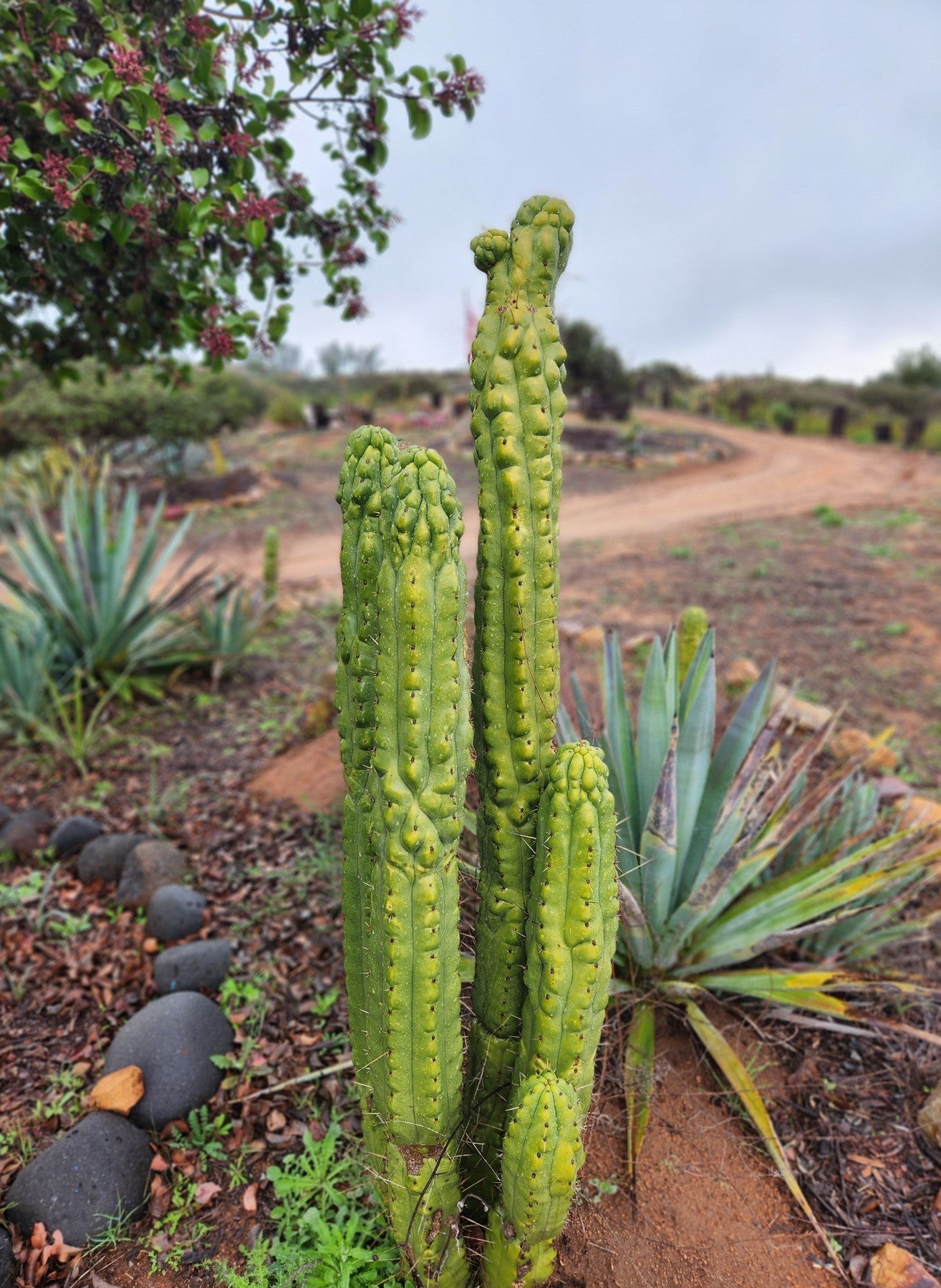 #EC144 Trichocereus Pachanoi Monstrose TPM Cactus Cuttings