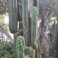 #EC144 Trichocereus Pachanoi Monstrose TPM Cactus Cuttings