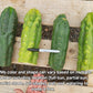 #EC144 Trichocereus Pachanoi Monstrose TPM Cactus Cuttings