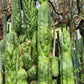 #EC144 Trichocereus Pachanoi Monstrose TPM Cactus Cuttings