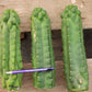 #EC144 Trichocereus Pachanoi Monstrose TPM Cactus Cuttings