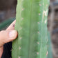 #EC144 Trichocereus Pachanoi Monstrose TPM Cactus Cuttings
