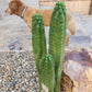#EC144 Trichocereus Pachanoi Monstrose TPM Cactus Cuttings