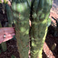 #EC144 Trichocereus Pachanoi Monstrose TPM Cactus Cuttings