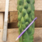 #EC144 Trichocereus Pachanoi Monstrose TPM Cactus Cuttings