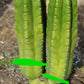 #EC144 Trichocereus Pachanoi Monstrose TPM Cactus Cuttings