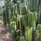 #EC144 Trichocereus Pachanoi Monstrose TPM Cactus Cuttings