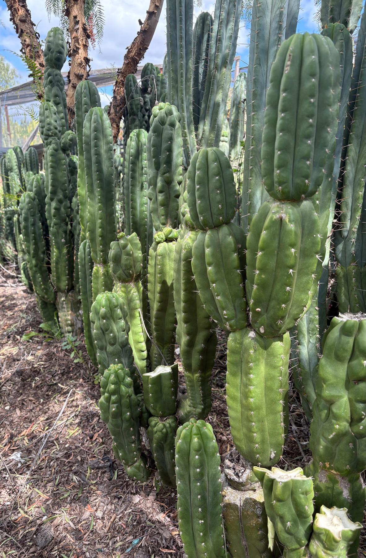 #EC144 Trichocereus Pachanoi Monstrose TPM Cactus Cuttings