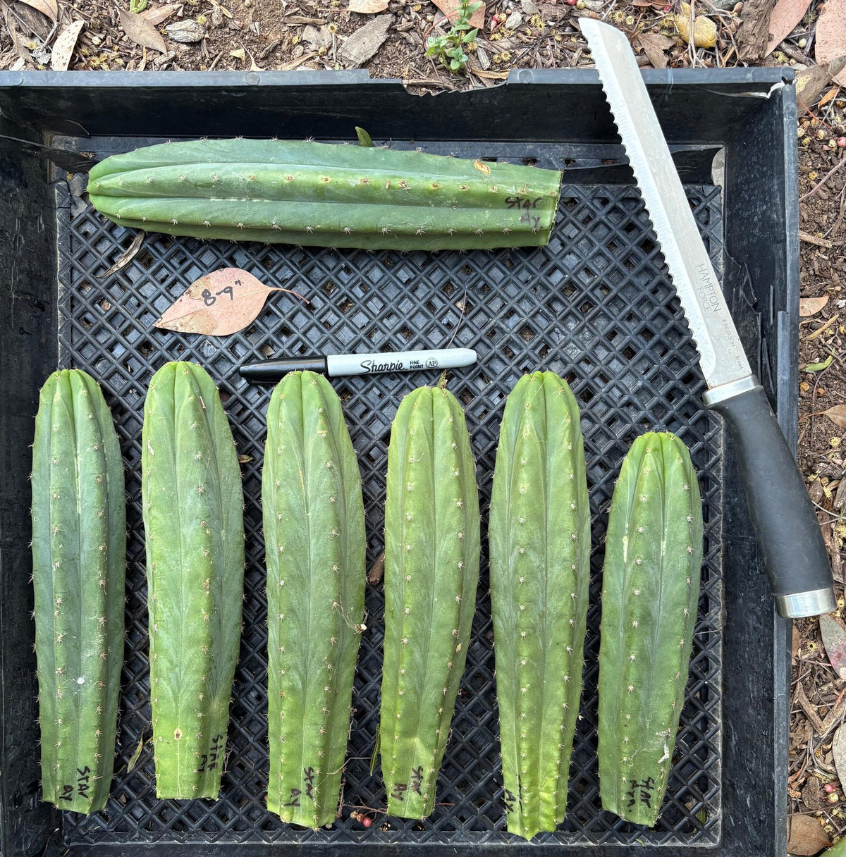 #EC145 EXACT Trichocereus Pachanoi Star Ayacucho Esquejes de cactus 8-9”
