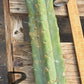 #EC147 EXACT Trichocereus Bridgesii  Jiimz Twin Spinez LONG Cactus Cuttings