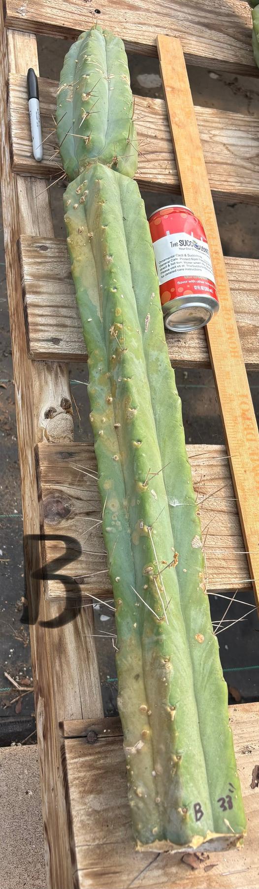 #EC147 EXACT Trichocereus Bridgesii  Jiimz Twin Spinez LONG Cactus Cuttings