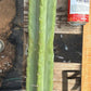 #EC147 EXACT Trichocereus Bridgesii  Jiimz Twin Spinez LONG Cactus Cuttings