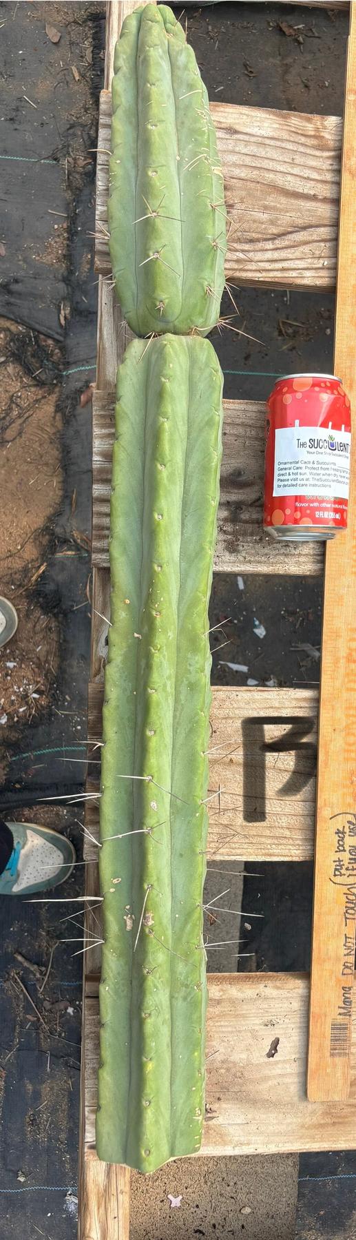 #EC147 EXACT Trichocereus Bridgesii  Jiimz Twin Spinez LONG Cactus Cuttings