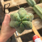 #EC147 EXACT Trichocereus Bridgesii  Jiimz Twin Spinez LONG Cactus Cuttings