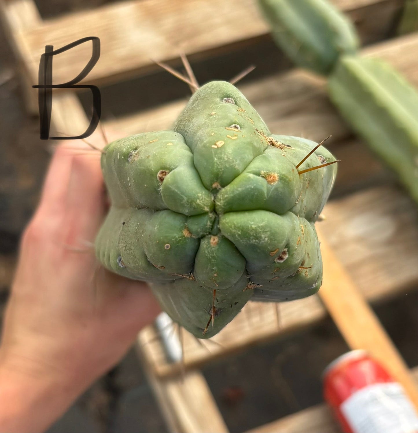 #EC147 EXACT Trichocereus Bridgesii  Jiimz Twin Spinez LONG Cactus Cuttings