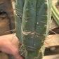 #EC147 EXACT Trichocereus Bridgesii  Jiimz Twin Spinez LONG Cactus Cuttings