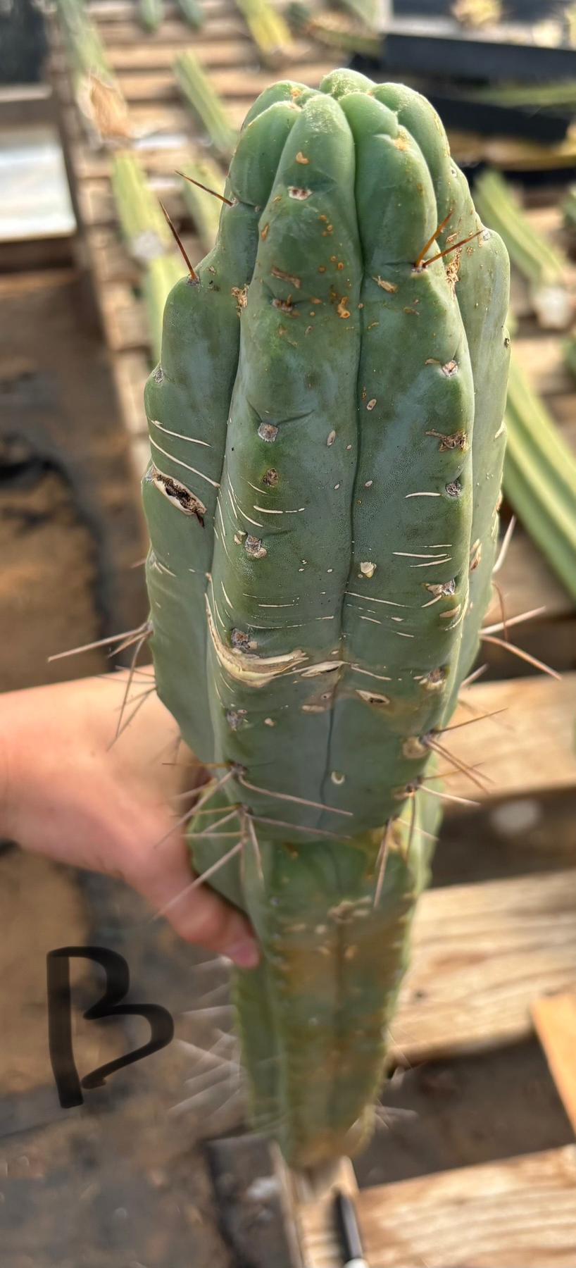 #EC147 EXACT Trichocereus Bridgesii  Jiimz Twin Spinez LONG Cactus Cuttings