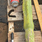 #EC147 EXACT Trichocereus Bridgesii  Jiimz Twin Spinez LONG Cactus Cuttings