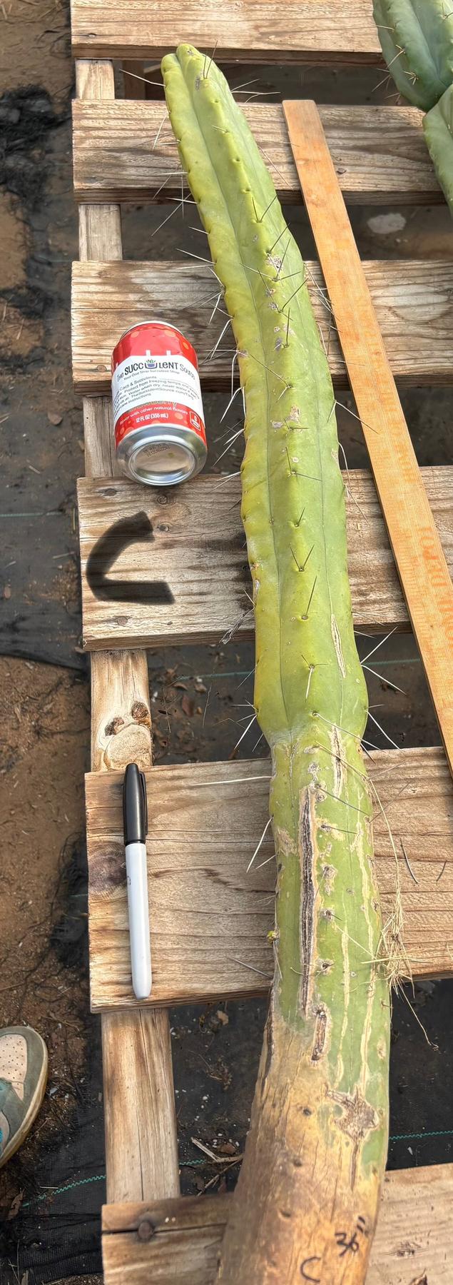 #EC147 EXACT Trichocereus Bridgesii  Jiimz Twin Spinez LONG Cactus Cuttings