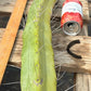 #EC147 EXACT Trichocereus Bridgesii  Jiimz Twin Spinez LONG Cactus Cuttings