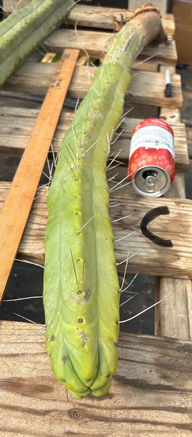 #EC147 EXACT Trichocereus Bridgesii  Jiimz Twin Spinez LONG Cactus Cuttings