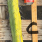 #EC147 EXACT Trichocereus Bridgesii  Jiimz Twin Spinez LONG Cactus Cuttings