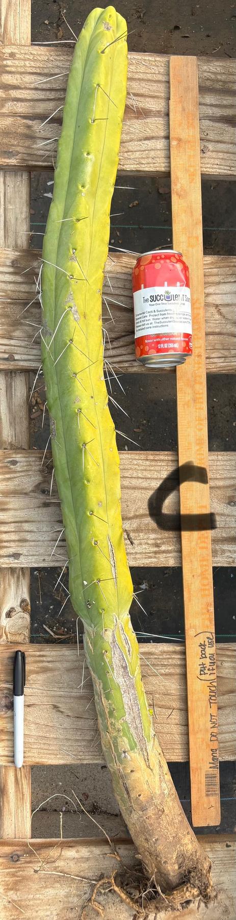 #EC147 EXACT Trichocereus Bridgesii  Jiimz Twin Spinez LONG Cactus Cuttings