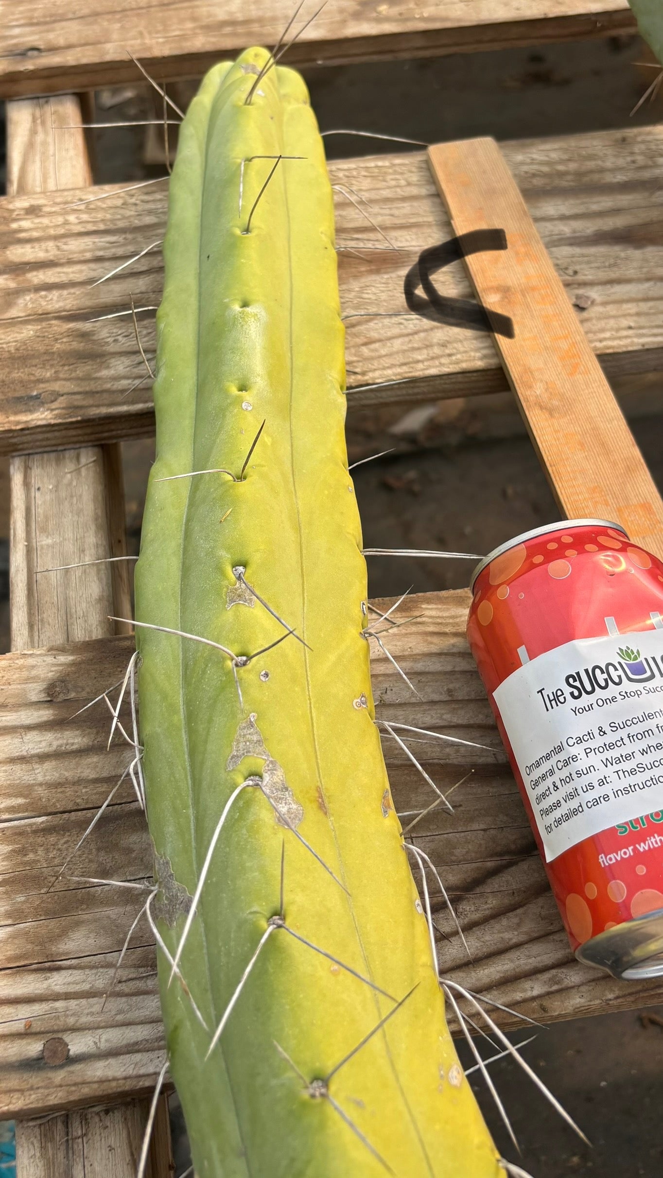 #EC147 EXACT Trichocereus Bridgesii  Jiimz Twin Spinez LONG Cactus Cuttings