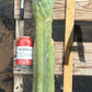 #EC147 EXACT Trichocereus Bridgesii  Jiimz Twin Spinez LONG Cactus Cuttings