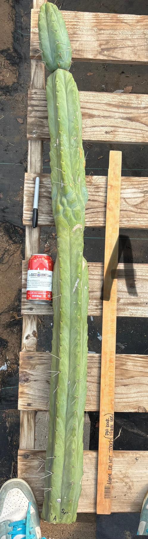 #EC147 EXACT Trichocereus Bridgesii  Jiimz Twin Spinez LONG Cactus Cuttings