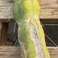 #EC147 EXACT Trichocereus Bridgesii  Jiimz Twin Spinez LONG Cactus Cuttings