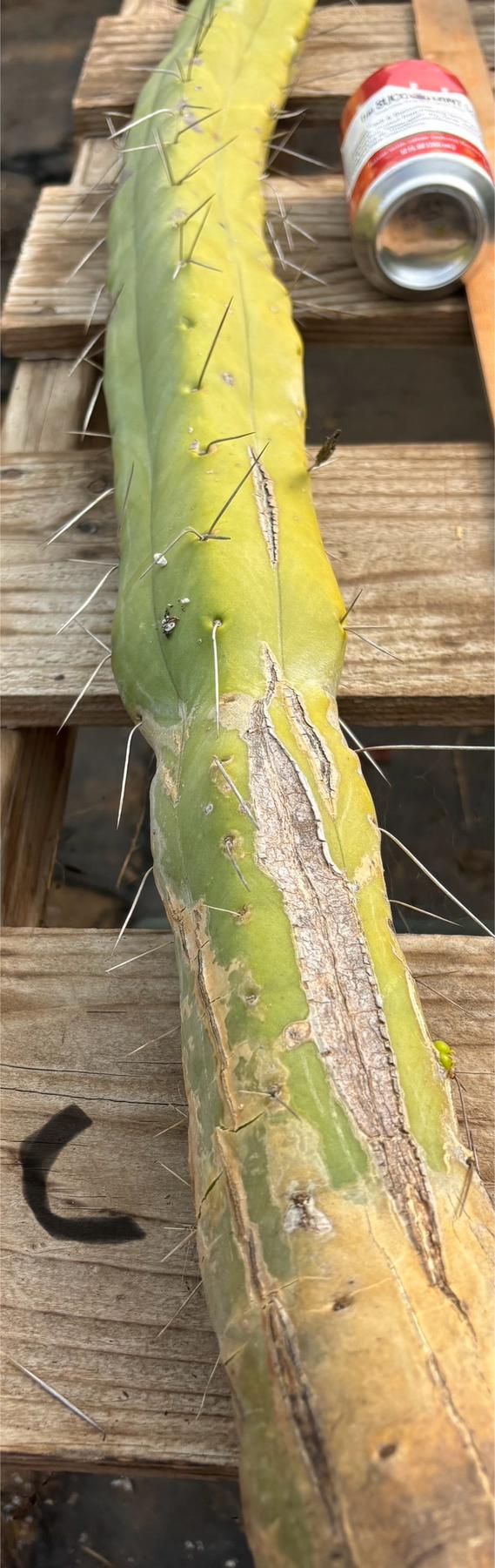 #EC147 EXACT Trichocereus Bridgesii  Jiimz Twin Spinez LONG Cactus Cuttings