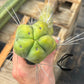 #EC147 EXACT Trichocereus Bridgesii  Jiimz Twin Spinez LONG Cactus Cuttings