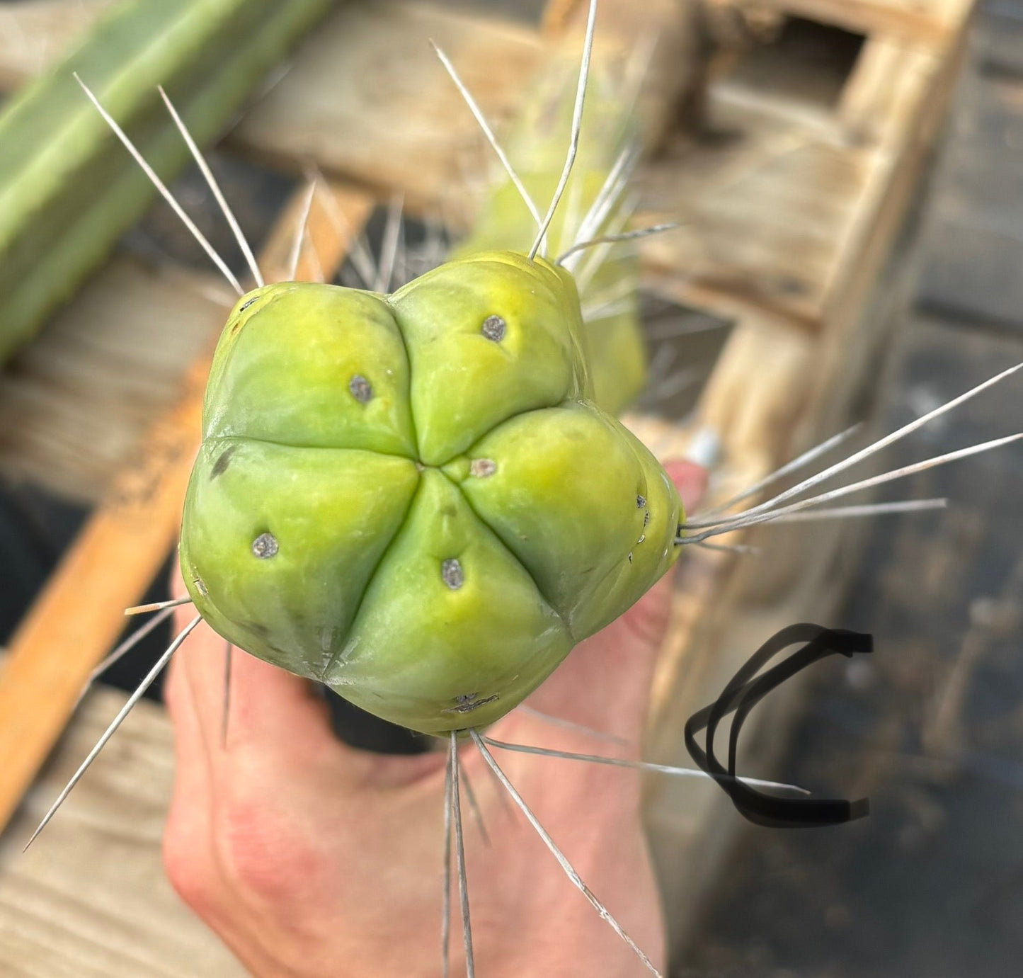 #EC147 EXACT Trichocereus Bridgesii  Jiimz Twin Spinez LONG Cactus Cuttings