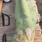 #EC147 EXACT Trichocereus Bridgesii  Jiimz Twin Spinez LONG Cactus Cuttings