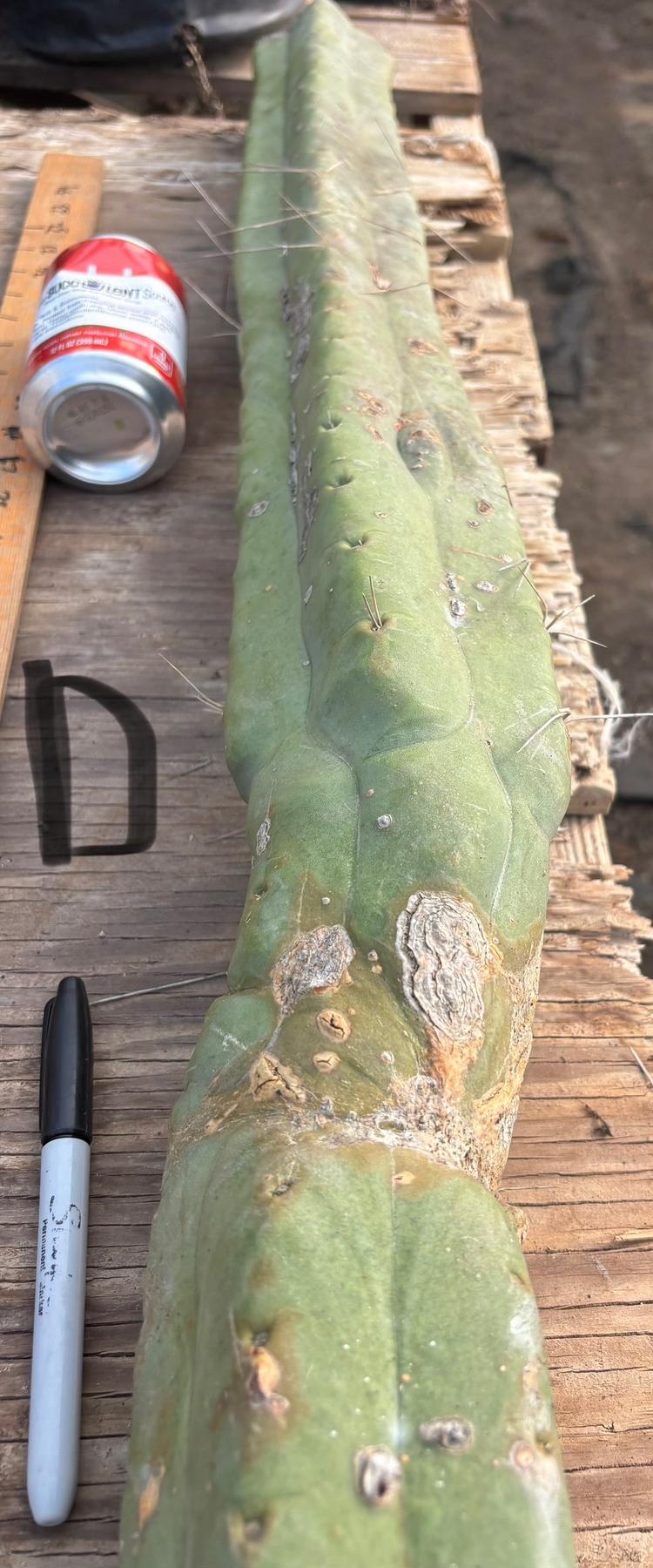 #EC147 EXACT Trichocereus Bridgesii  Jiimz Twin Spinez LONG Cactus Cuttings