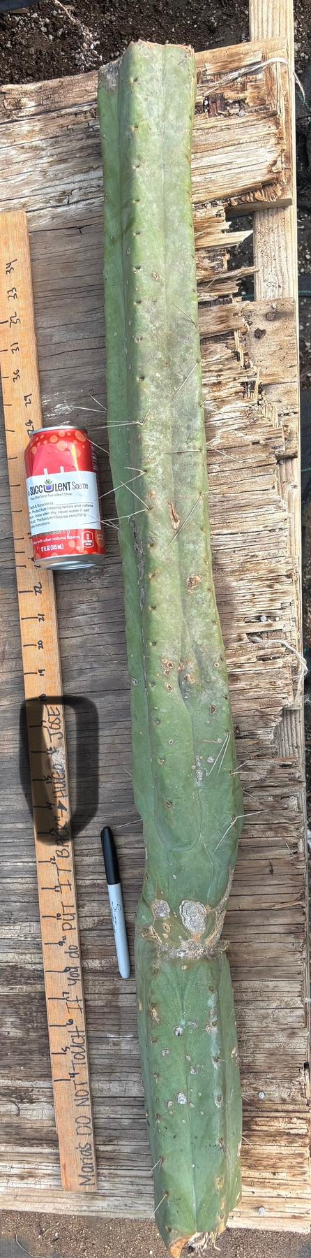 #EC147 EXACT Trichocereus Bridgesii  Jiimz Twin Spinez LONG Cactus Cuttings