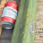 #EC147 EXACT Trichocereus Bridgesii  Jiimz Twin Spinez LONG Cactus Cuttings