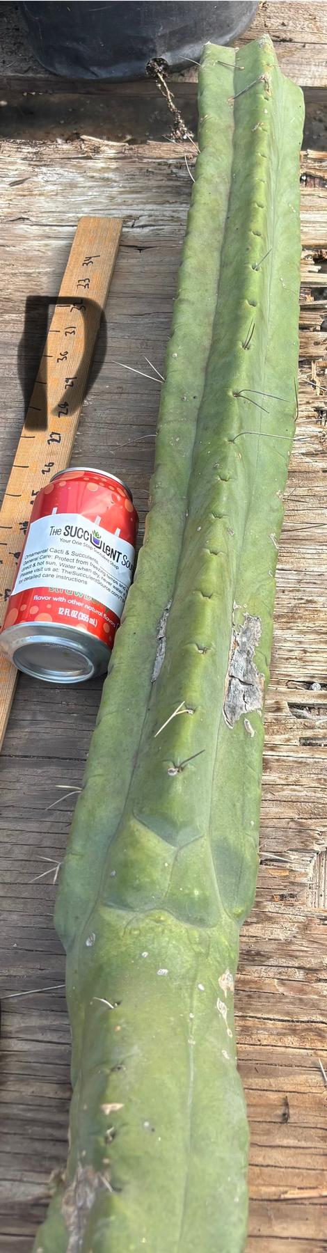 #EC147 EXACT Trichocereus Bridgesii  Jiimz Twin Spinez LONG Cactus Cuttings