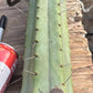 #EC147 EXACT Trichocereus Bridgesii  Jiimz Twin Spinez LONG Cactus Cuttings